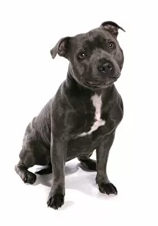 Canid Collection: Domestic Dog, Staffordshire Bull Terrier, adult, sitting