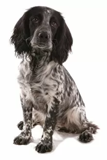 Canid Collection: Domestic Dog, Working Cocker Spaniel, puppy, sitting, with collar and tag