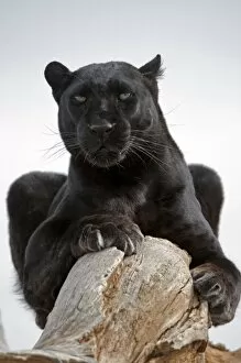 Leopard Collection: Leopard (Panthera pardus) black panther melanistic phase, adult, resting on log, captive