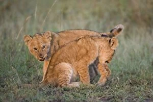 Liveliness Collection: Massai Lion (Panthera leo nubica) two two-month old cubs, play-fighting, in dawn sunlight