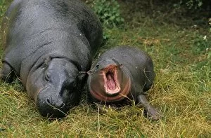 Pygmy Mouse Collection: Pygmy Hippopotamus (Choeropsis liberiensis) adult female with young, yawning (captive)