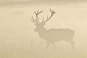 Richmond Collection: Red Deer (Cervus elaphus) stag, walking in grass, silhouetted in mist at sunrise, Richmond Park