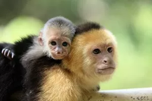Parents Collection: White-throated Capuchin (Cebus capucinus) adult female, carrying baby on back, close-up of heads