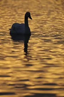 Swans Collection: Whooper Swan (Cygnus cygnus) adult, silhouetted on water at dusk, Martin Mere W. W. T