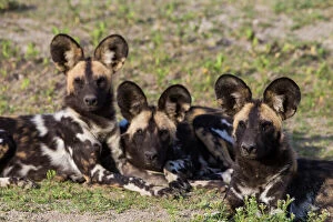 Canid Collection: Africa. Tanzania. African wild dogs (Lycaon pictus), an endangered species, in Serengeti