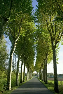 The Loire Valley between Sully-sur-Loire and Chalonnes 9 Metal Print Collection: Alley of plane trees along road in the Indre-et-Loire, Loire Valley, France