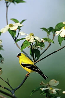 Related Images Canvas Print Collection: American Goldfinch (Carduelis tristis) male in Dogwood Tree (Cornus florida), Marion Co