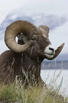 Canada Jigsaw Puzzle Collection: Bighorn Sheep Ram