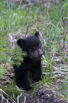 Angola Canvas Print Collection: Black bear cub exploring