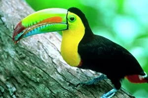 Tree Trunk Collection: CENTRAL AMERICA, Panama, Borro Colorado Island Keel billed toucan (Ramphastos sulfurtus)