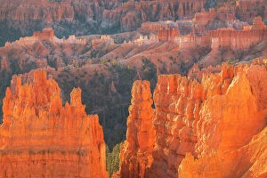 Bryce Canyon National Park Collection: Colorful hoodoos glowing in morning light, seen from Sunrise Point, Bryce Canyon National Park, Utah