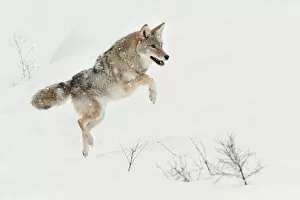 Canid Collection: Coyote jumping in snow, (Captive) Montana Canis latrans Canid