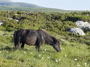 Shetland Collection: Eriskay Pony. A rare breed of pony called after the isle of Eriskay in the outer hebrides