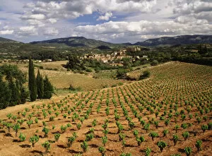 David Barnes Collection: France, Darban-Corbieres, Aude, Languedoc, View of Corbieres vineyard