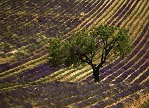 David Barnes Collection: France, Haute Province, Vaucluse, Lonely tree in lavender field