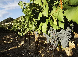 David Barnes Collection: France, Seguret, Vaucluse, Provence-Alpes-Cote d Azur, Grapes in vineyard, close-up