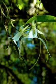 Ghost Collection: The Ghost Orchid, Dendrophylax lindenii, was made famous by Susan Orleans in her