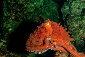 Octopus Collection: Giant Pacific Octopus Portrait off Vancouver Island, B. C