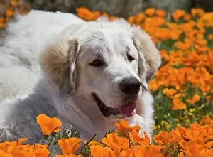 Pyrenean Mountain Dog Photographic Print Collection: A Great Pyrenees lying in a field of wild Poppy flowers at Antelope Valley California