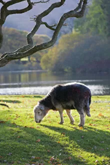 Lakes Photographic Print Collection: Herdwick sheep
