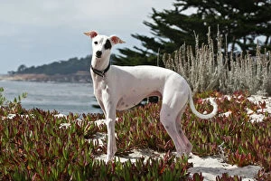 Related Images Premium Framed Print Collection: An Italian Greyhound standing in the white sands and ice plant of Carmel Beach California
