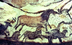Full Frame Collection: Lascaux cave painting. Bulls & horses. Copyright: aA Collection Ltd