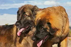 Headshot Collection: Two Leonbergers (PR)
