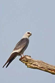 Related Images Collection: Mississippi Kite (Ictinia mississippiensis) adult perched on dead tree