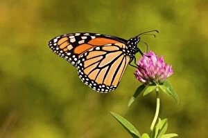 Butter Fly Collection: A monarch butterfly, Danaus plexippus, on clover in Grafton, Massachusetts