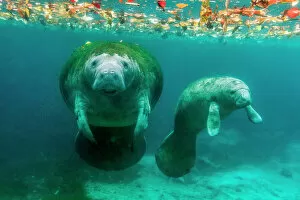 Snorkeling Collection: Mother manatee with her calf in Crystal River, Florida