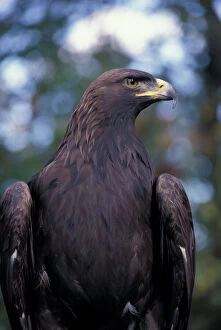 David Barnes Collection: North America, Canada, British Columbia, Vancouver Island Golden eagle