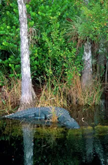Crocodiles Poster Print Collection: North America, Florida Alligator among cypress trees in Florida Everglades