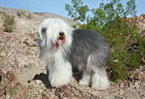 Trial Collection: An Old English Sheepdog standing in the foothills next to a Creosote in the Colorado