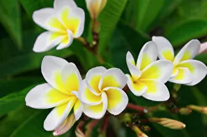 Kauai Collection: Plumeria flowers, Island of Kauai, Hawaii