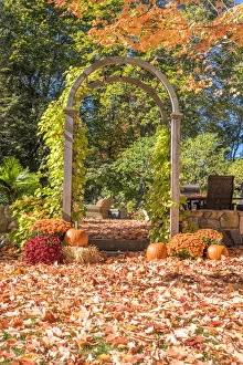 Massachusetts Collection: Pumpkin and Mums, Fall Foliage, Reading, Massachusetts, USA