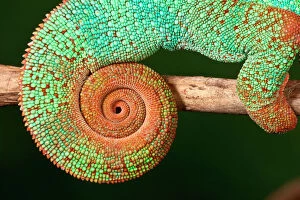 Chameleons Framed Print Collection: Rainbow Panther Chameleon, Fucifer pardalis, Native to Madagascar