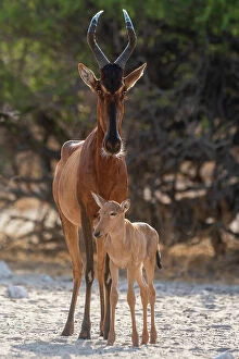 Horned Collection: A red hartebeest, Alcelaphus buselaphus, at waterhole with its calf. Kalahari, Botswana