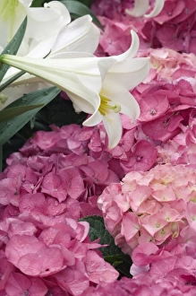 15 Apr 2007 Fine Art Print Collection: Rhododendron (Rhododendron catawbiense) Heath Family (Ericaceae) and Easter Lily