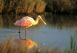Wading Collection: Roseate Spoonbill (Ajaia ajaja), South Padre Island, Texas
