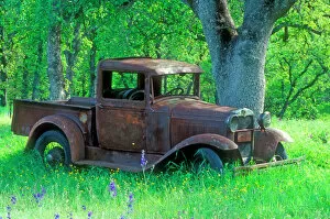 John Field Collection: A rusting 1931 Ford pickup truck sitting in a field under an oak tree