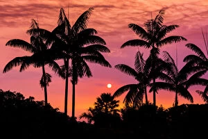 Glow Collection: Sunset through silhouetted palm trees, Kona Coast, The Big Island, Hawaii