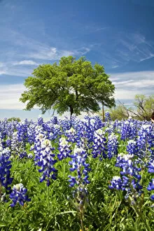 Natural World Collection: Texas bluebonnets(lupinus texensis) and oak tree, Texas, USA, North America