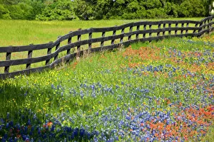Natural World Collection: Texas, USA, North America. Wildflowers along fenceline