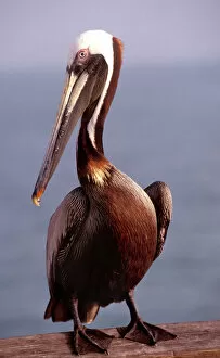 Pelecanus Occidentalis Collection: USA, California, Santa Barbara, Brown Pelican