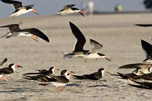 Landing Collection: USA, Florida, Sarasota, South Lido Beach, Black skimmers on the beach, Rynchops niger