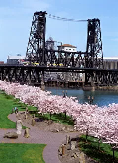 Portland Framed Print Collection: USA, Oregon, Portland, MAX crossing the Steel Bridge near cherry tree blossoms at