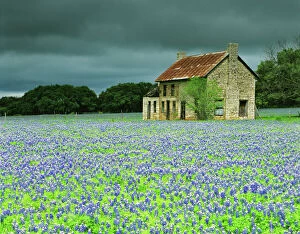 Desert Mouse Canvas Print Collection: USA, Texas. Bluebonnets surround this abandoned ranch house near Marble Falls. Credit as