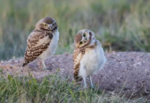 Burrow Collection: USA, Wyoming, Sublette County. Two young Burrowing owls stand at the edge of their