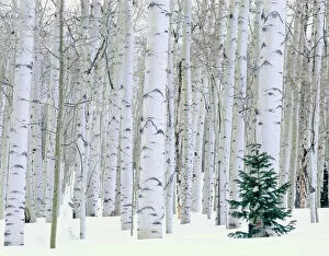 Large Format Collection: UTAH. USA. Aspen (Populus tremuloides) & Douglas fir (Pseudotsuga menziesii) in winter