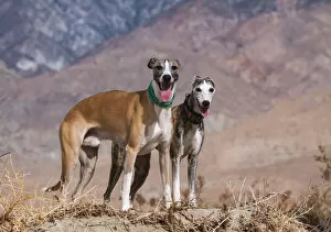 Nature Photographic Print Collection: Whippets in the desert